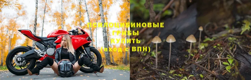 OMG ССЫЛКА  Комсомольск  Псилоцибиновые грибы Psilocybine cubensis 